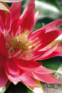 3896 515 a2 Кувшинка пластиковая, плавающая, Ø 21 см, розовая H-andreas