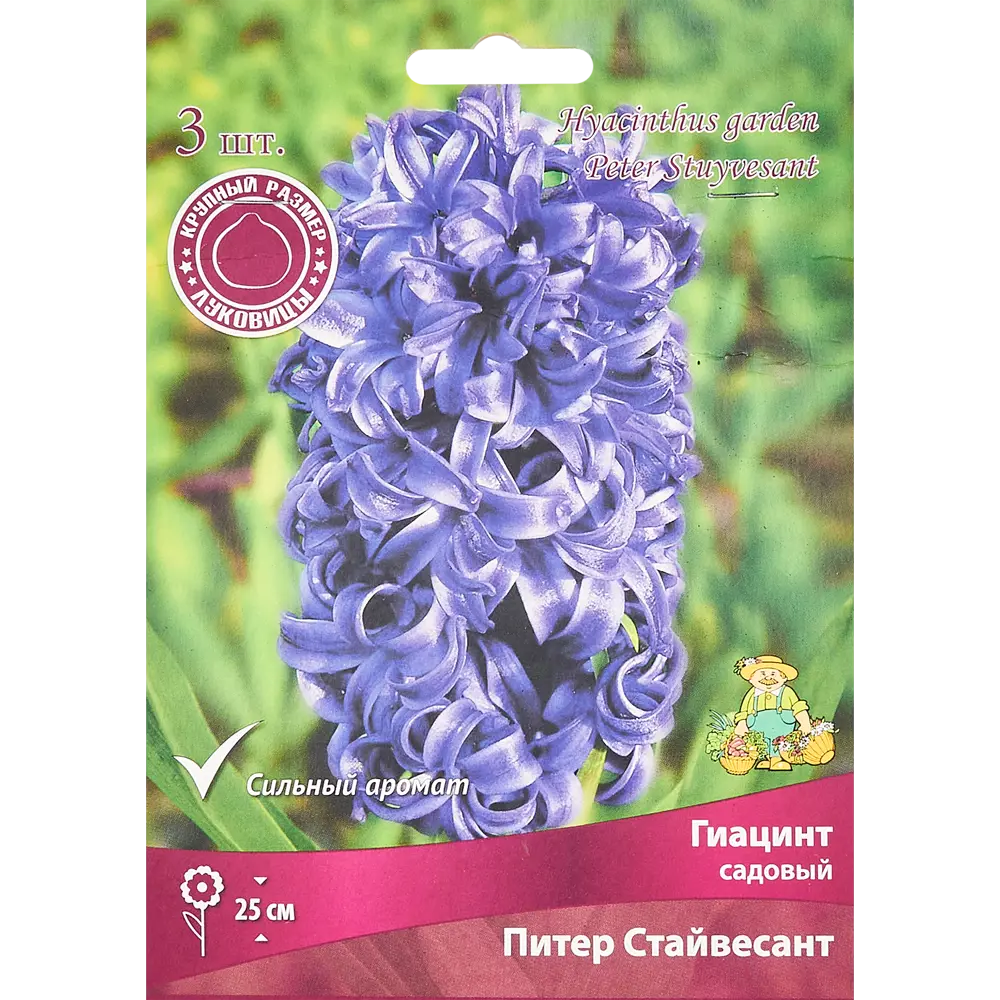 Гиацинт Питер Стайвесант от ПОИСК - фиолетовое великолепие в саду, 3 луковицы 85204916 STLM-1570134