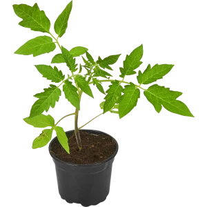 Рассада Томат ø12 h25 см 83248596 STLM-2054276
