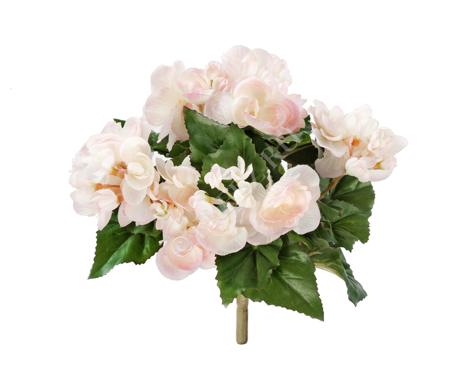 20.1087P Бегония куст св. розовый с кремовым Цветочная коллекция 