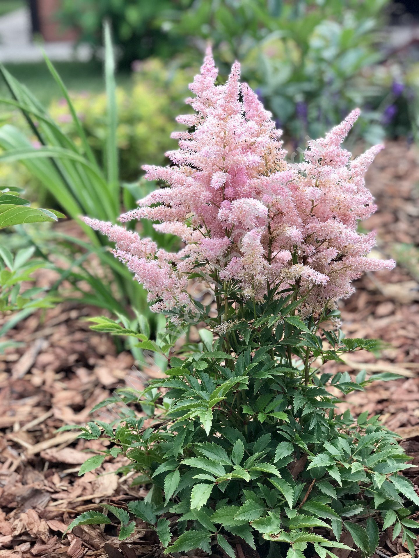 Астильба Юник Силвери Santreyd - серебристо-розовое цветение для тенистого сада 85324883 STLM-0061490
