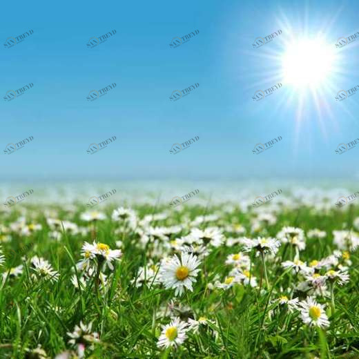 WP02463 Фотообои Verol Фотообои decoline 1х1 м