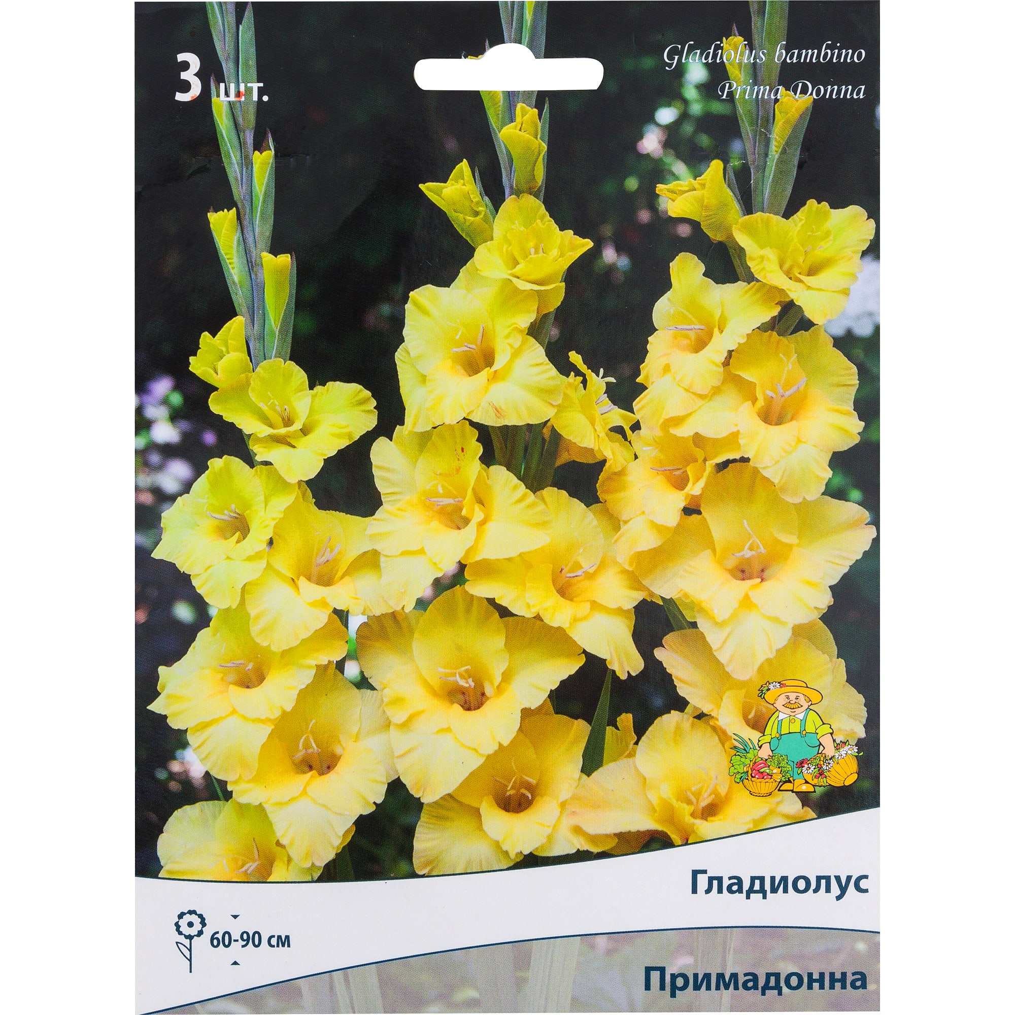82118687 Гладиолусы бамбино «Примадонна», размер луковицы 10/12, 3 шт Santreyd 