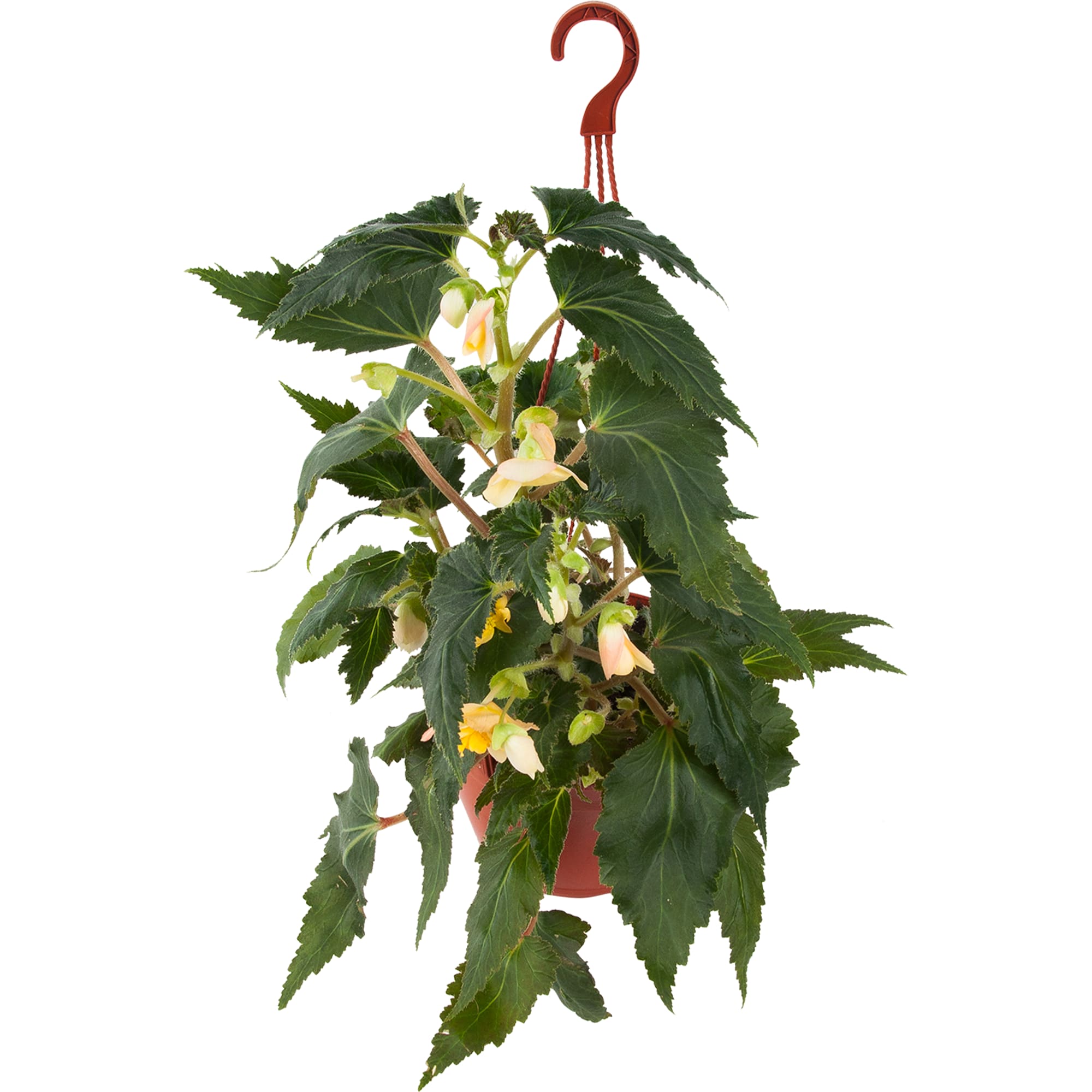 82650002 Бегония клубневая в кашпо 21 см Santreyd 