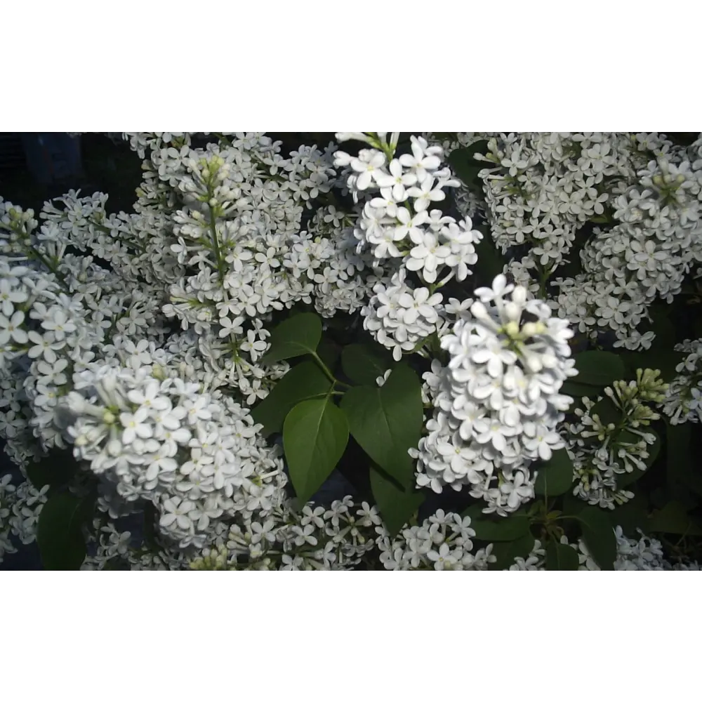 Сирень обыкновенная Рочестер ø15 h35 см PLANTMARKET STLM-2102047