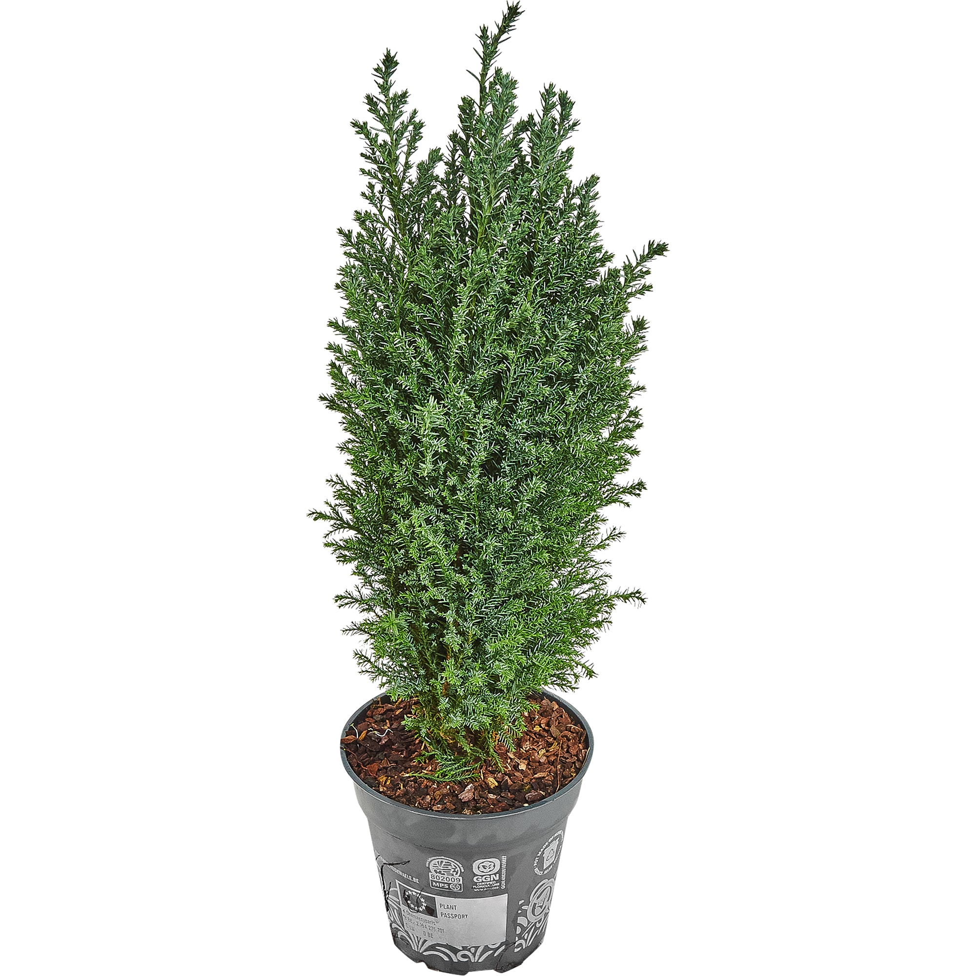 82769609 Кипарисовик в джуте с игрушкой 13x50-55 см 3 цвета Santreyd  - Вид №1