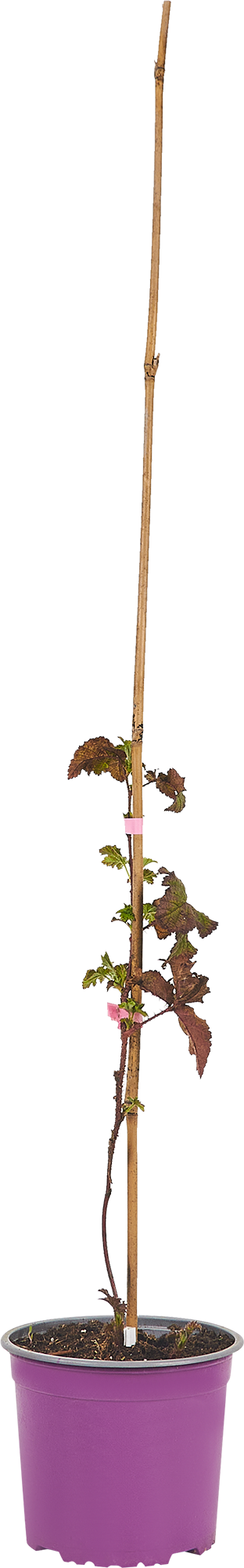 Ежемалина Микс Santreyd - саженец гибрида малины и ежевики 85325571