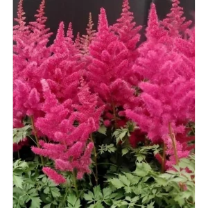 Астильба Майти Ред Куин - корневище многолетнего растения 89433495