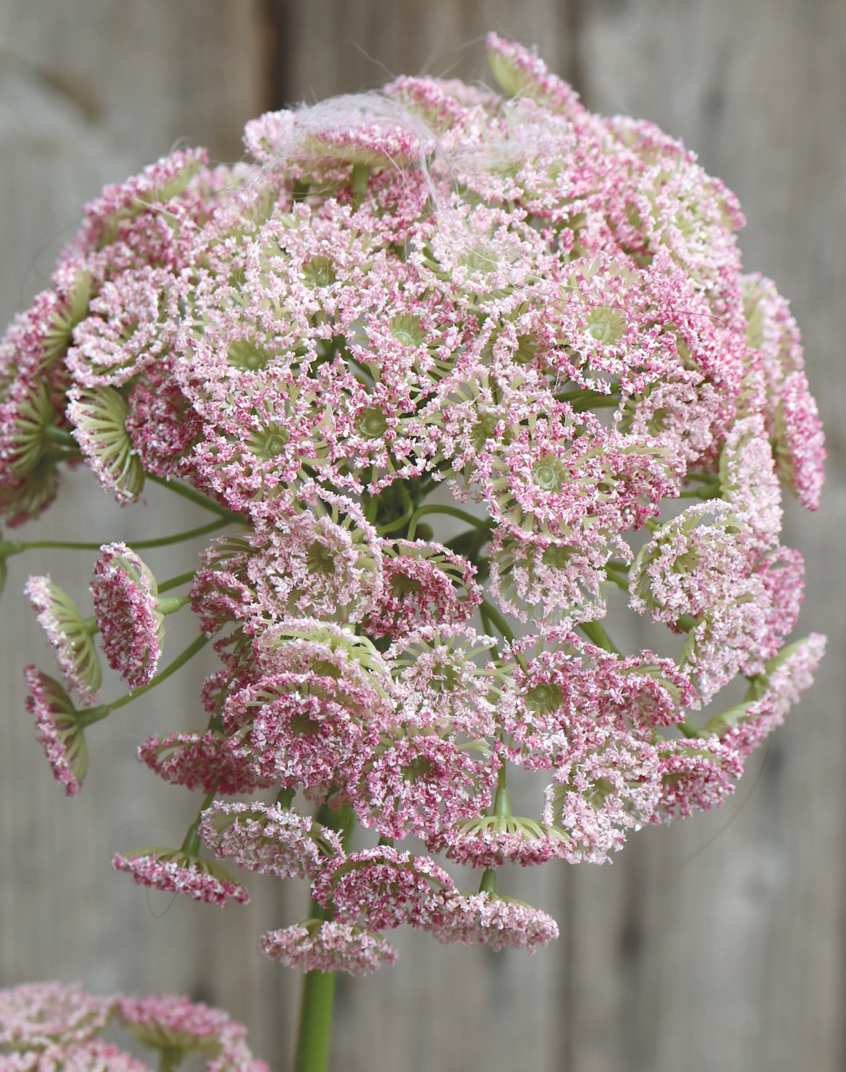 3305 510 a3 Искусственная дикая морковь, 83 см, розовая H-andreas  - Вид №1