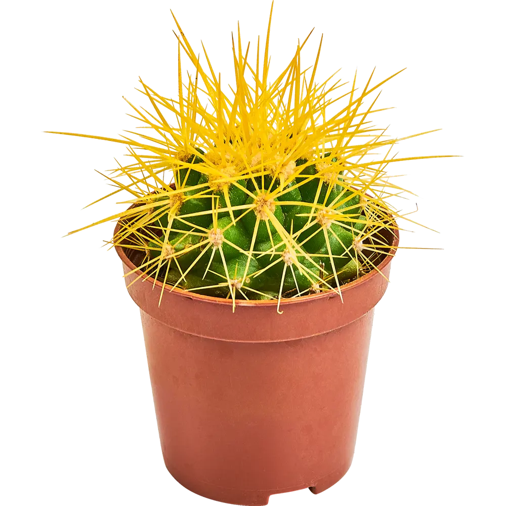 Santreyd Эхинокактус Грузона - мексиканский кактус с цветными иголками 87819696 STLM-0075891