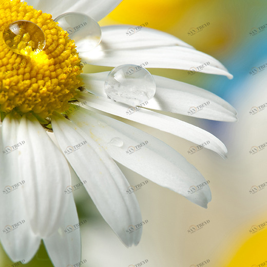 D1-079 Фотообои DIVINO Collection D 2.7х2 м D1079