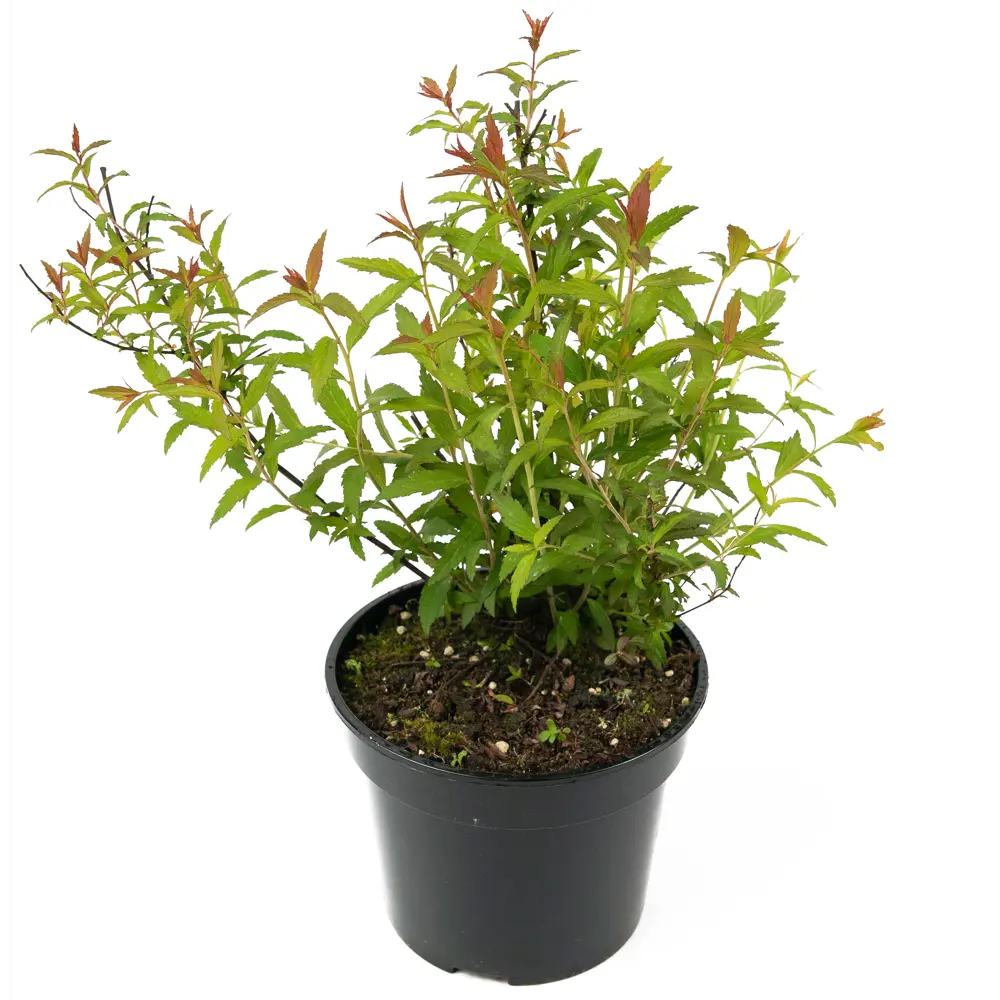 Спирея японская Darts Red от Santreyd — цветущий кустарник для живых изгородей 84841616 STLM-0055908