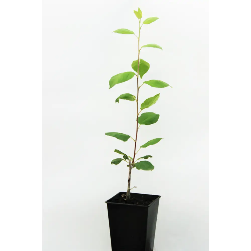 Яблоня «Розочка» 1 год 12.5x30-50 см 82610484 STLM-2004098 Santreyd 