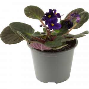 82579748 Фиалка микс d9 h20