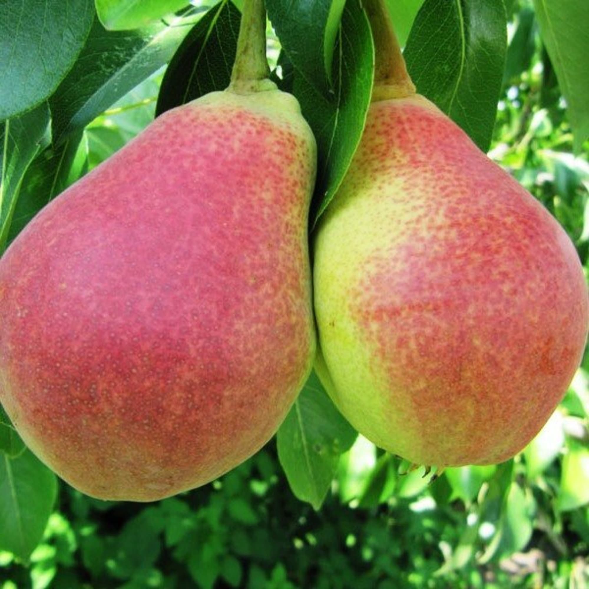 82601715 Груша «Любимица Клаппа» 3-5 л высота 100 см Santreyd  - Вид №2