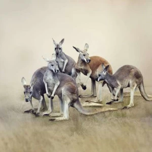 WP00762 Фотообои Verol Фотообои decoline 1х1 м