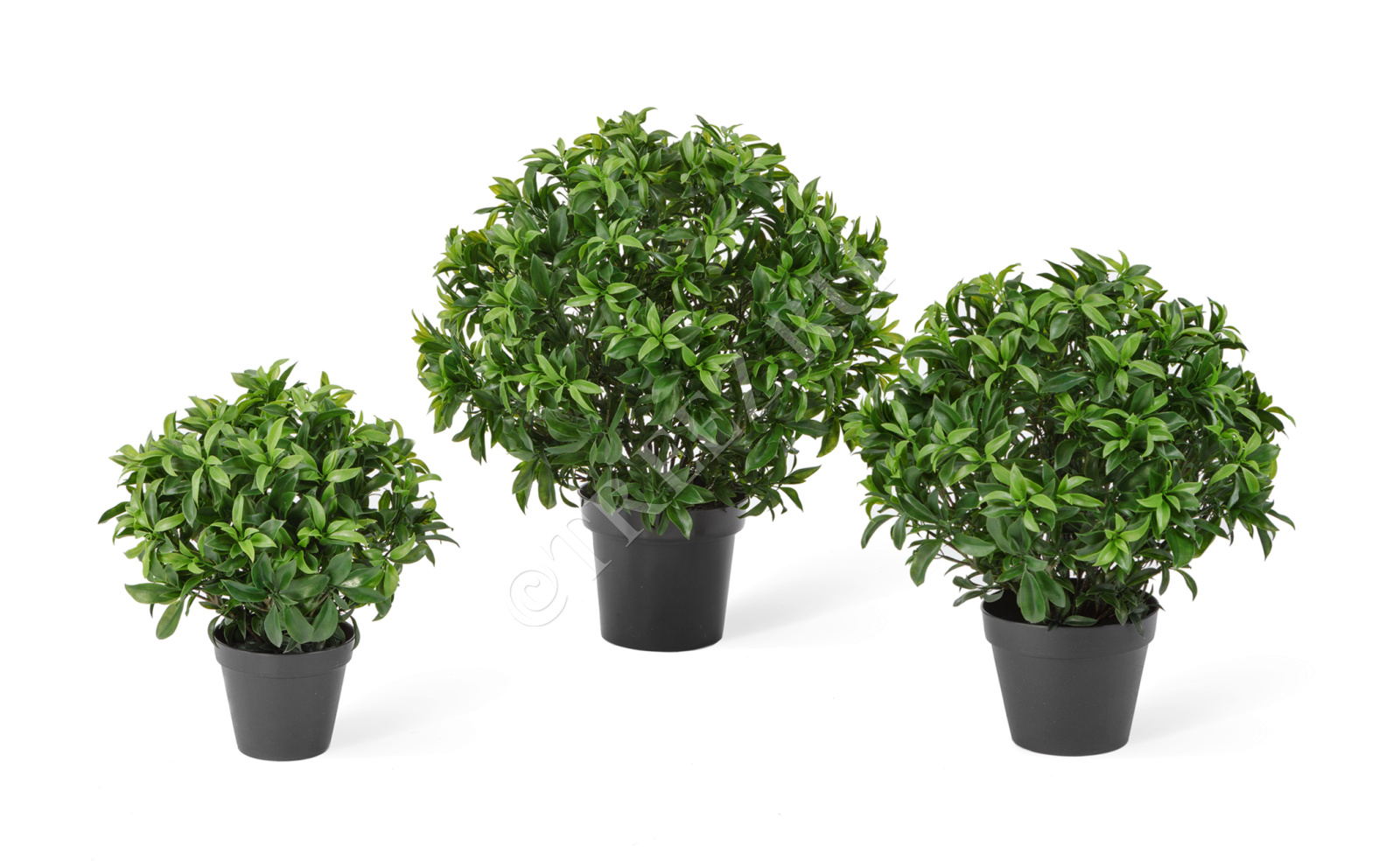 10.021452 Лавр Топиари Шар уличный Цветочная коллекция 