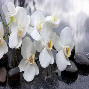WP01789 Фотообои Verol Фотообои decoline 1х1 м