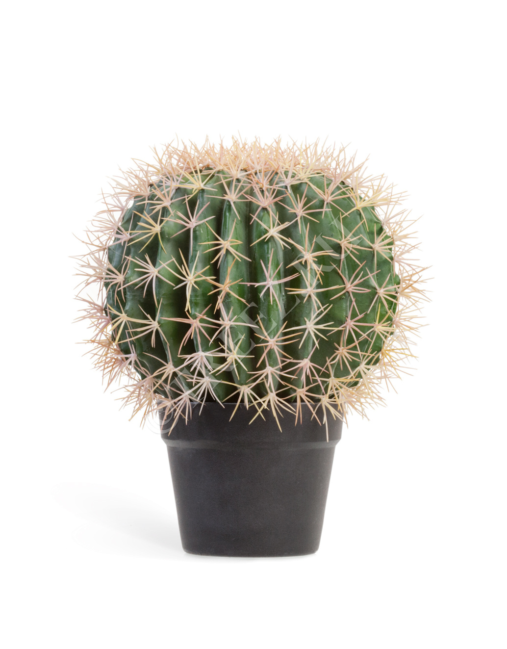 10.091830N Кактус Баррель Цветочная коллекция  - Вид №2