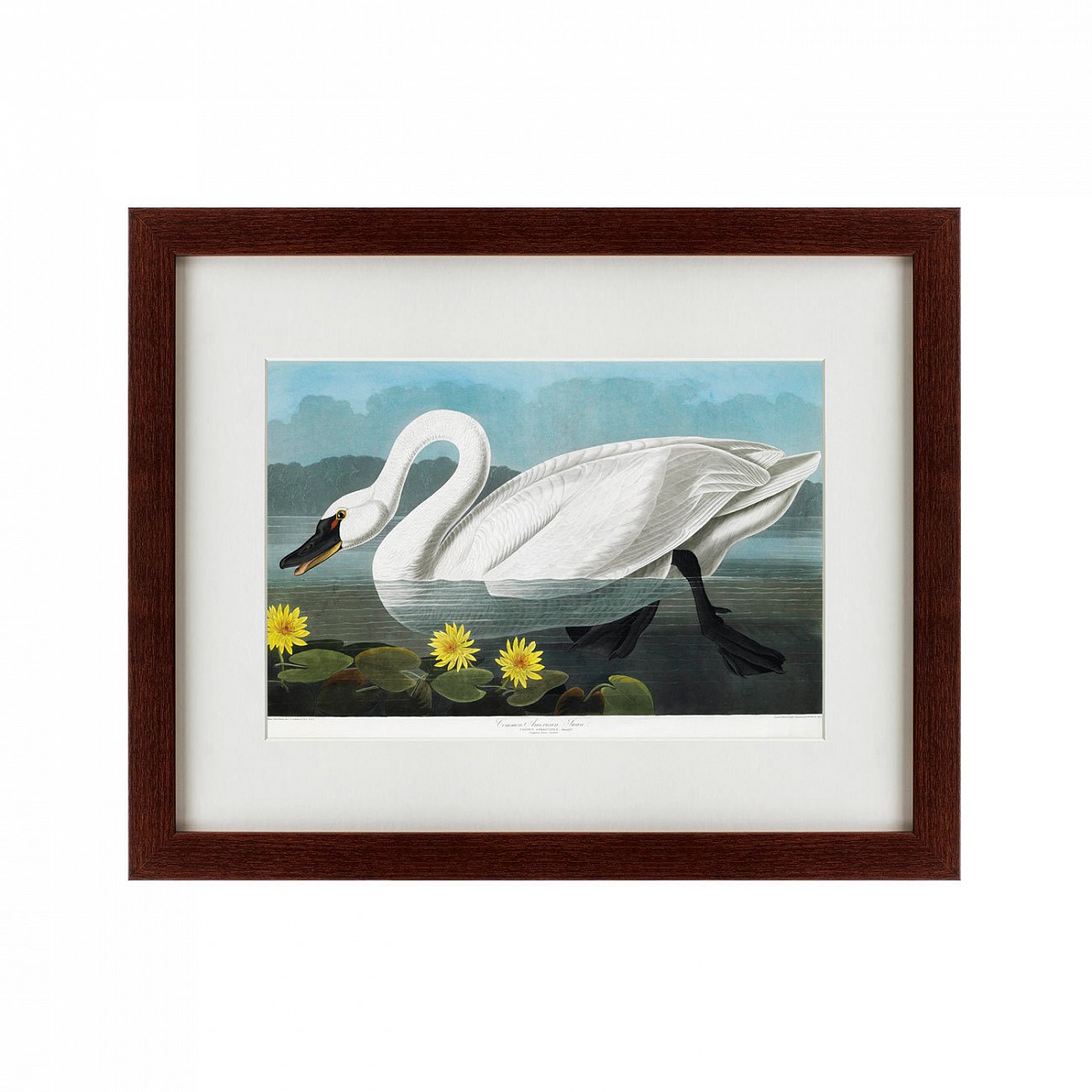 Картина: Common American Swan, 1838 КАРТИНЫ В КВАРТИРУ  191722 Разноцветный  - Вид №1
