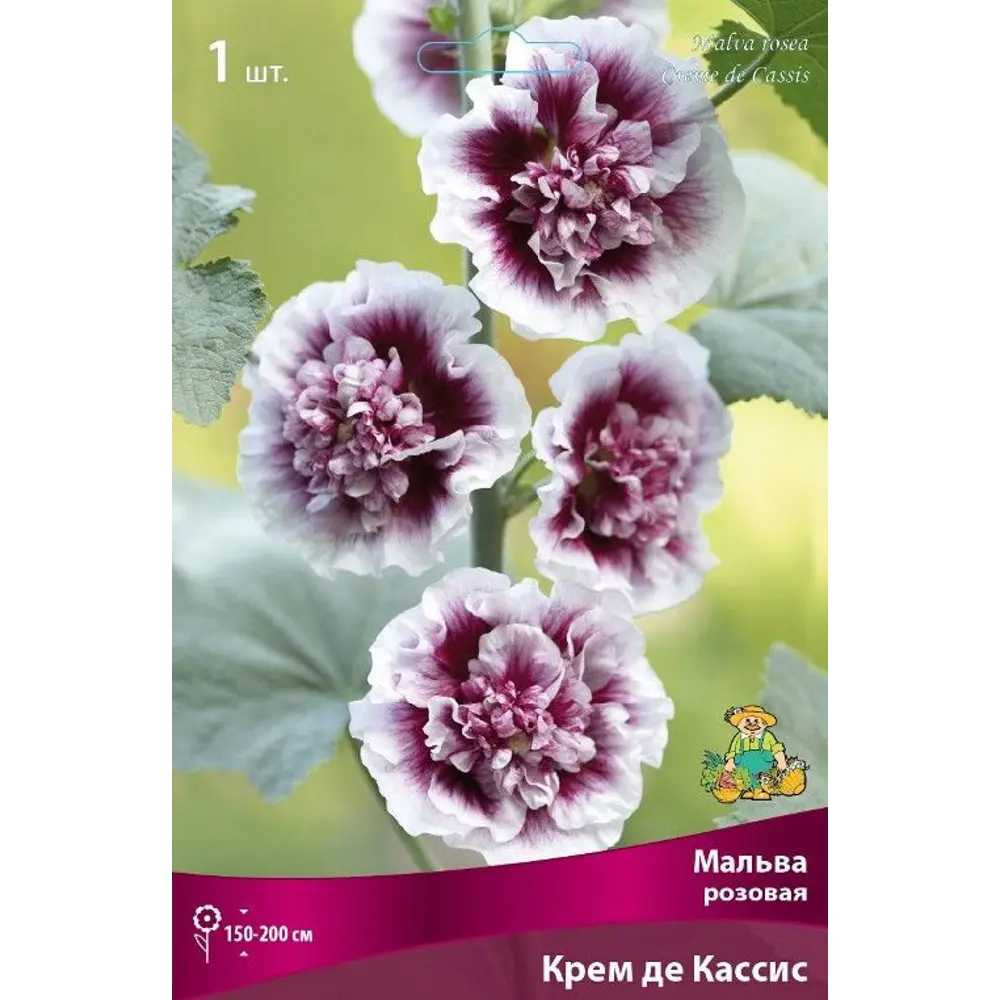 Мальва розовая Крем Де Кассис 89351871 STLM-2066408 ПОИСК 