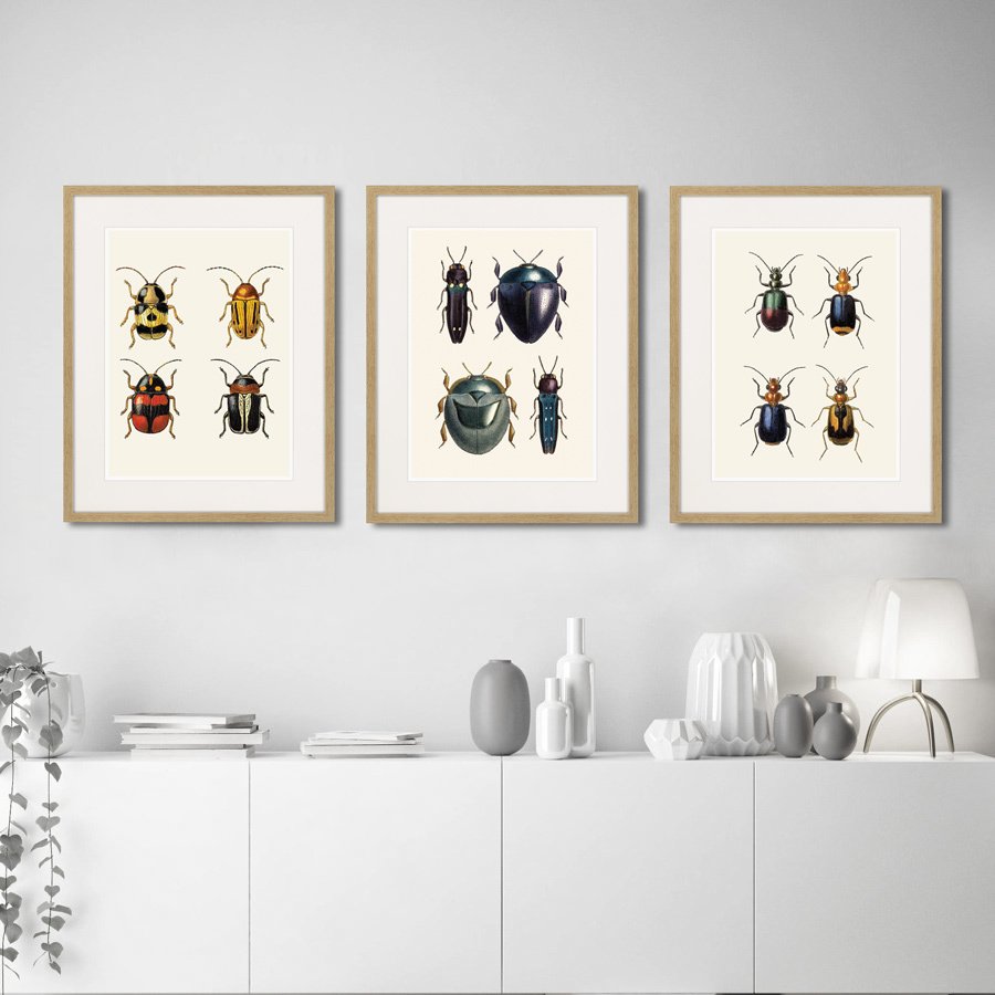 Картина в раме 52х42 см Assorted Beetles №1, 1735г. КАРТИНЫ В КВАРТИРУ  264411 Бежевый;черный  - Вид №2