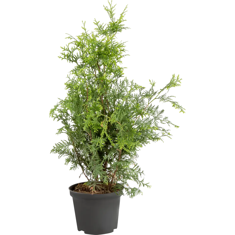 Туя западная «Голден Брабант» C3 ГАВРИШ STLM-2107664