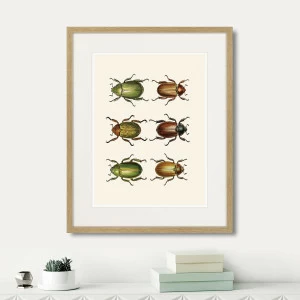 Картина в раме 52х42 см Assorted Beetles №11, 1735г. КАРТИНЫ В КВАРТИРУ  264416 Бежевый;коричневый