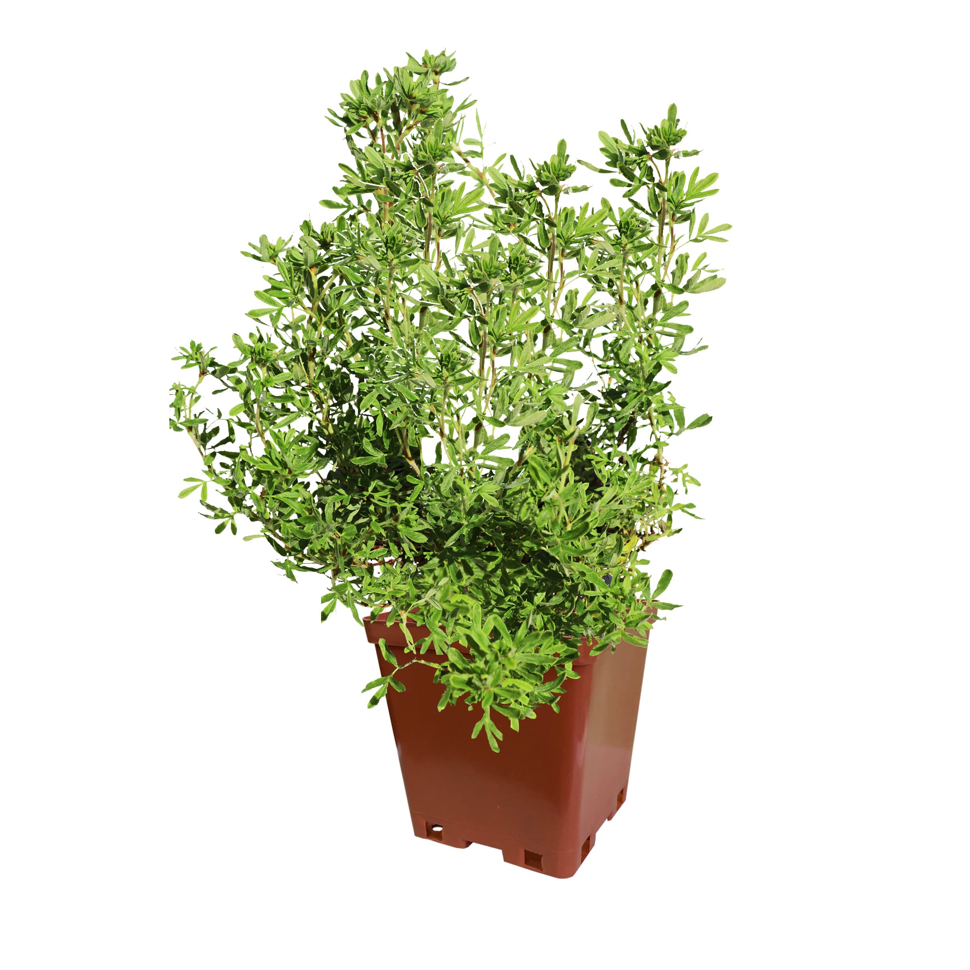 82237740 Лапчатка кустарниковая «Лавли Пинк» С2 30 см Santreyd 