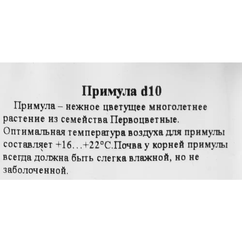 Примула ø10 h20 см 83248136 STLM-2058954 Santreyd  - Вид №5