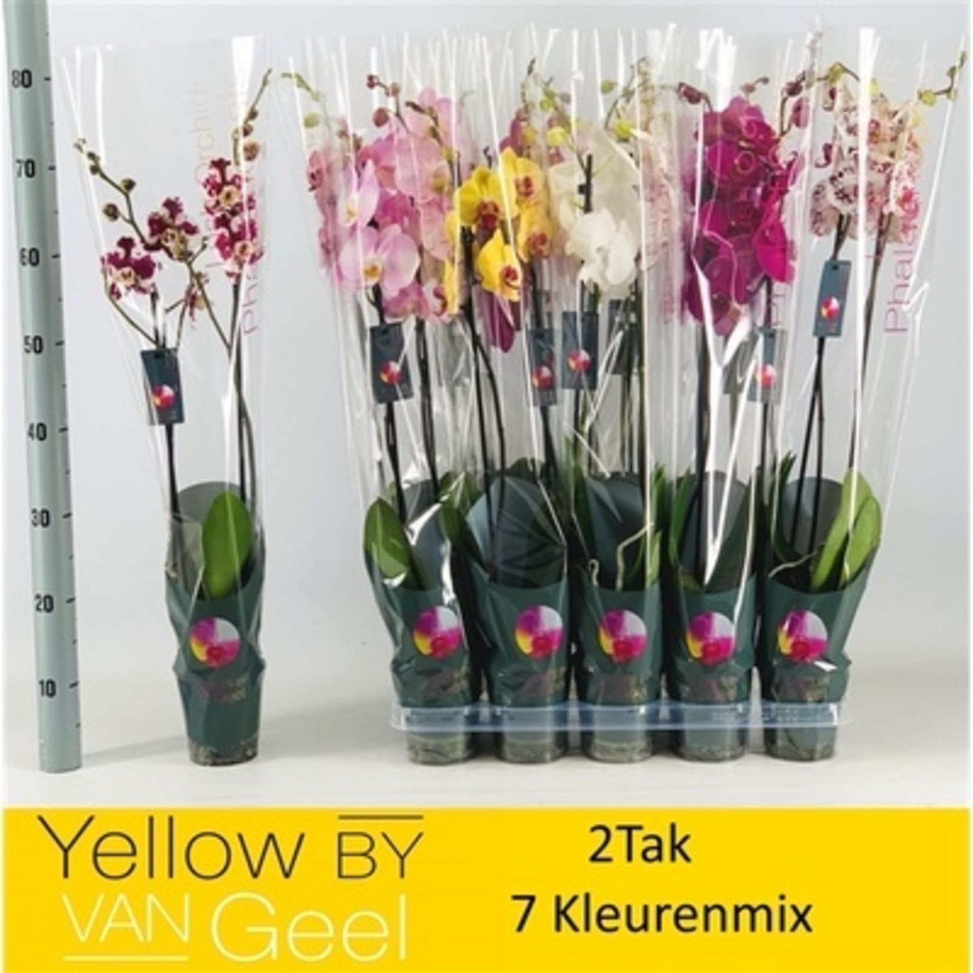 84450712 Орхидея Фаленопсис микс ø12 h75-80 см Santreyd 