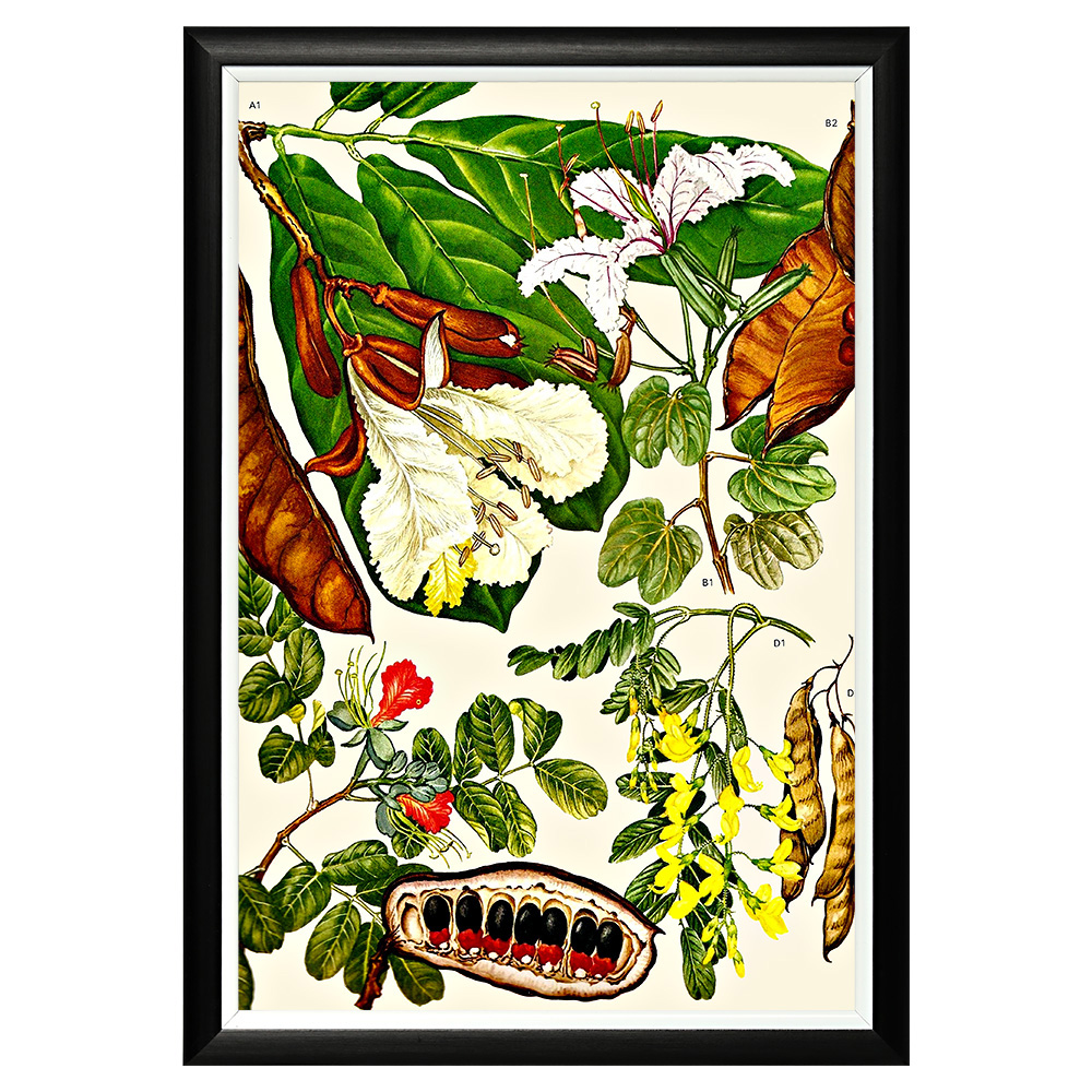 896519637_1818 Арт-постер «Цветочная энциклопедия, глава 11» Object Desire 