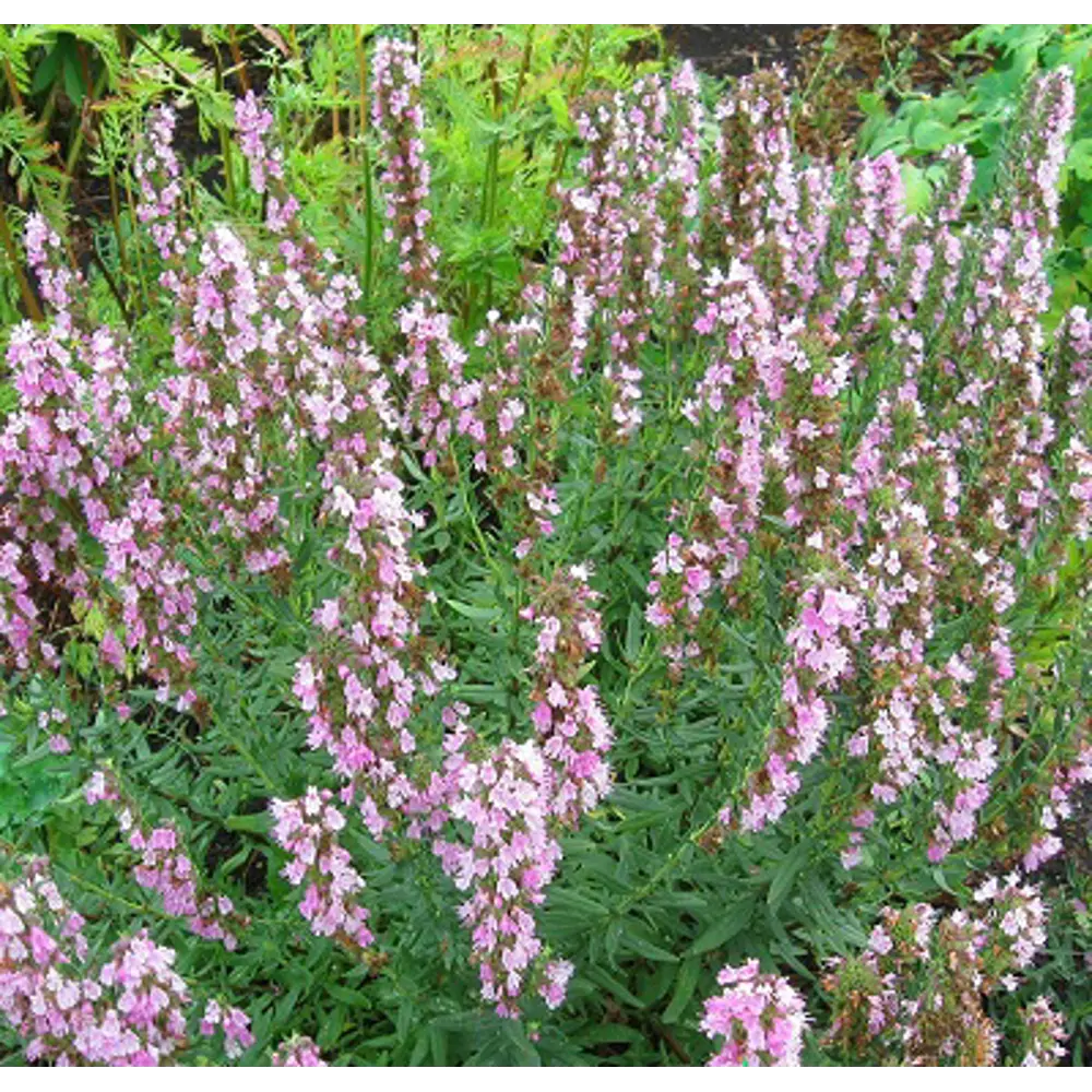 Иссоп лекарственный Розеус ПОИСК STLM-2177230