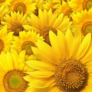 B1-090 Фотообои DIVINO Collection B 2.7х3 м