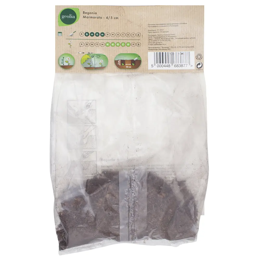 Бегония Geolia «Marmorata», 4х5 см STLM-2150312 - Вид №1