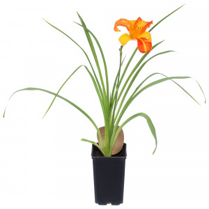 81954827 Лилейник С1 «Франц Холз»