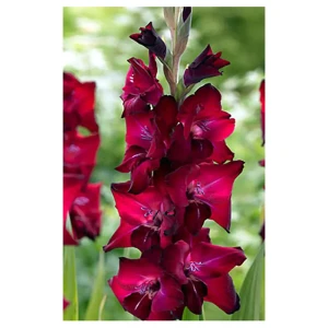 Гладиолус «Tavira», 12х14 см