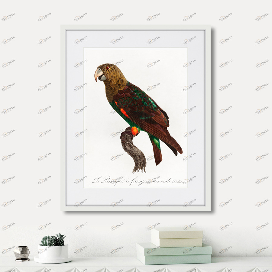 Литография на тонированной бумаге 42х52 см Beautiful parrots №3, 1872г. КАРТИНЫ В КВАРТИРУ  264293 Белый;черный;разноцветный 