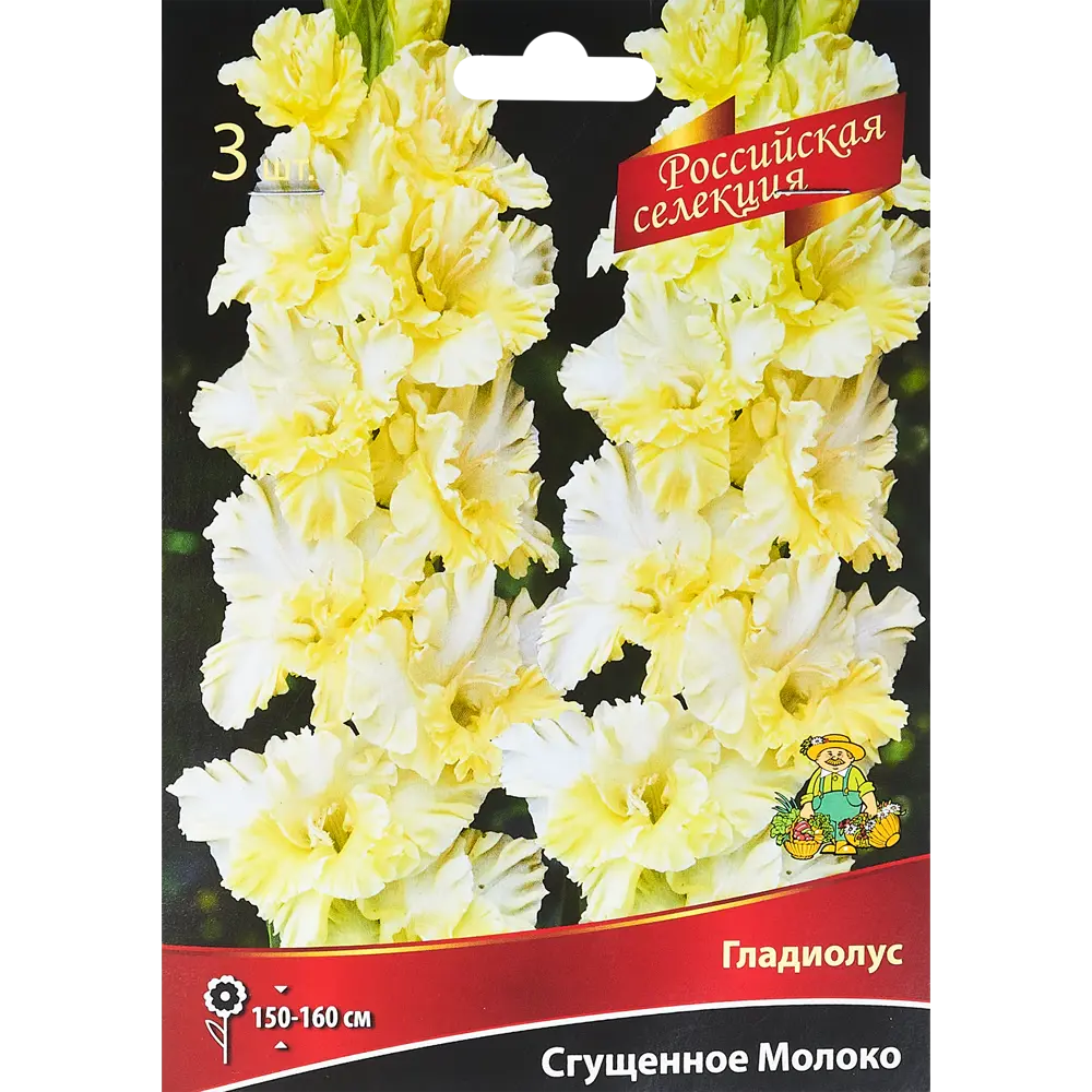 Гладиолус Сгущеное молоко, 3 шт 86410005 STLM-2130287 ПОИСК 