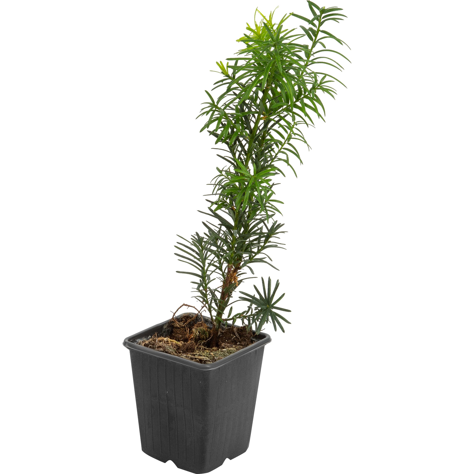 82601670 Тис средний «Хикси» 9x20 см Santreyd 