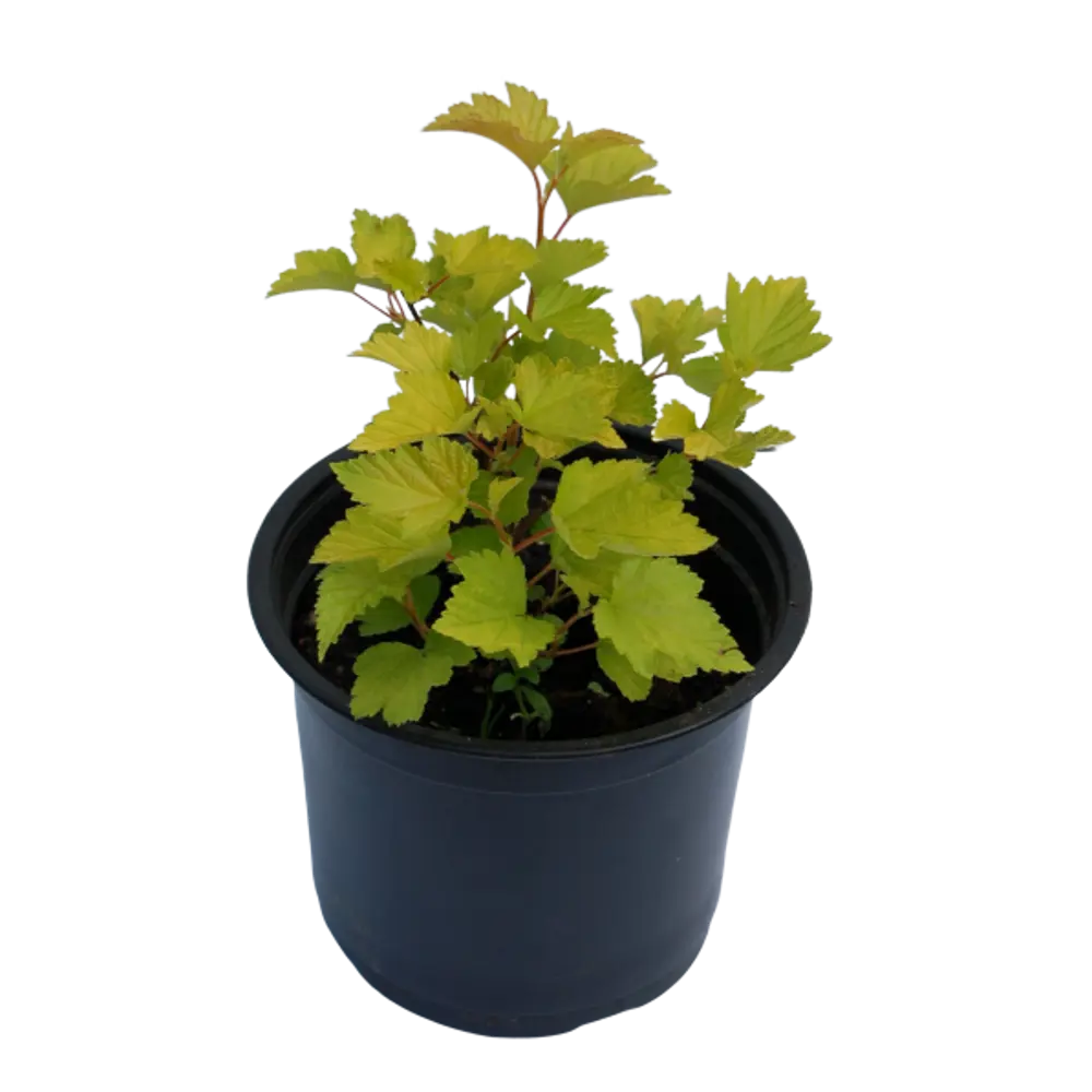 Santreyd Пузыреплодник калинолистный - декоративный кустарник для живой изгороди 82560421 STLM-0960637 - Вид №1