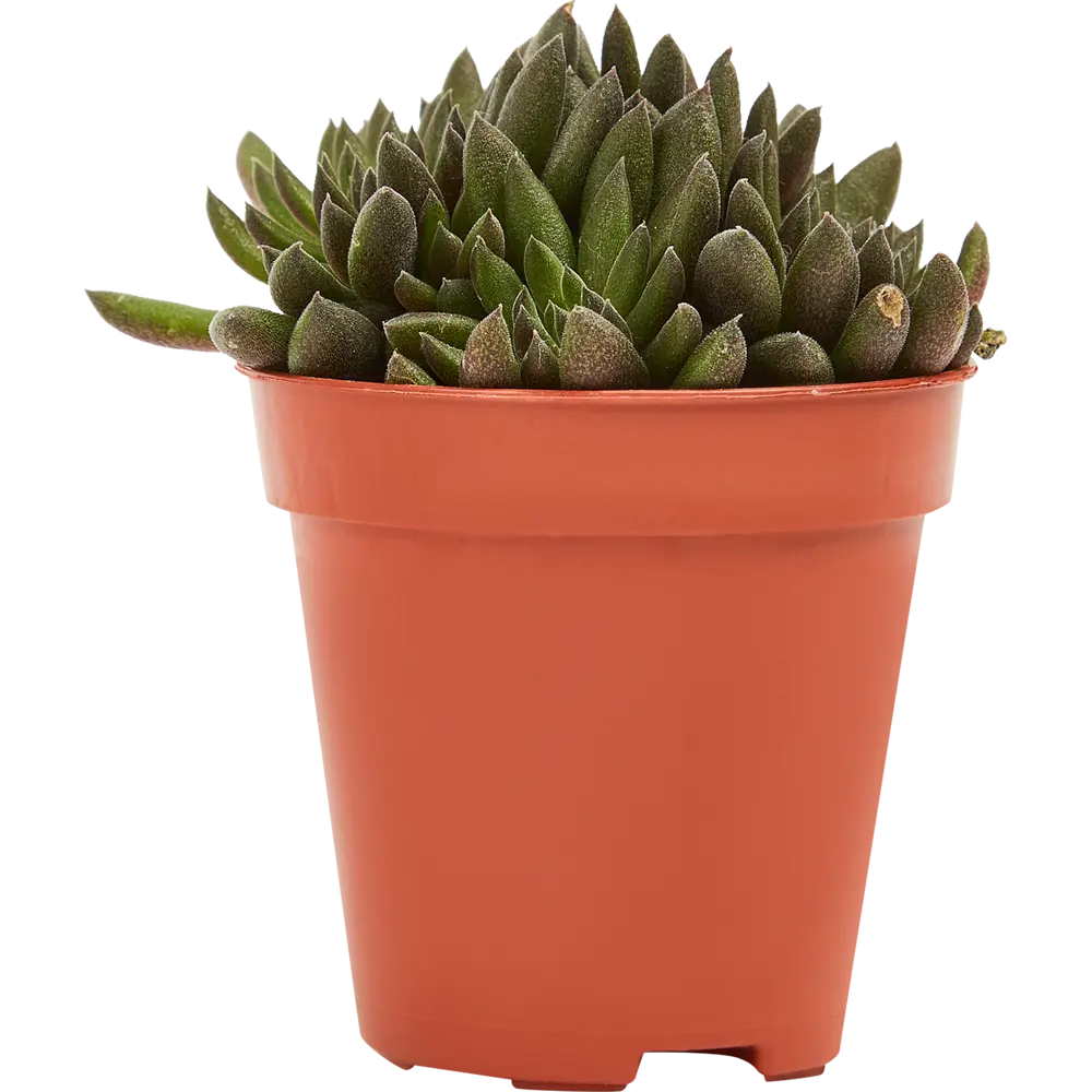 Santreyd Сцинокрассула микс — компактный суккулент для интерьера 85062789 STLM-0058122 - Вид №1