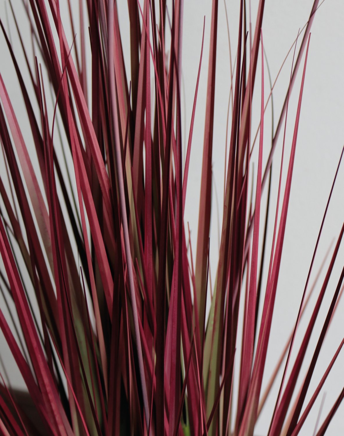 4868 498 a3 Искусственный пучок травы 'Chinese fountain grass' в горшке, 90 см, бордово-зеленый H-andreas  - Вид №11