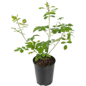 Роза канадская «Морден Руби» 19x55 см 82625096 STLM-2123226