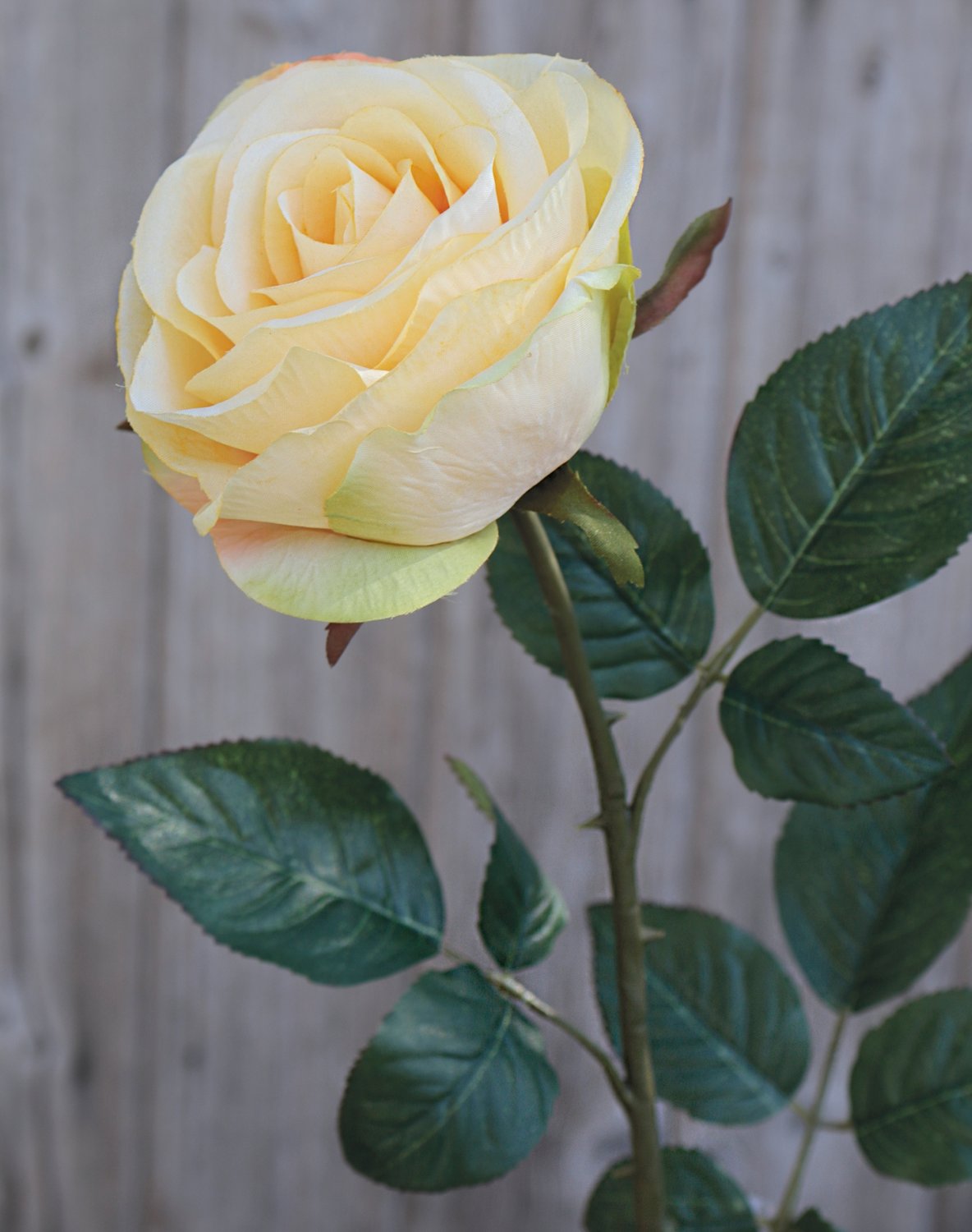 9816 553 a3 Искусственная роза, 90 см, абрикос H-andreas 