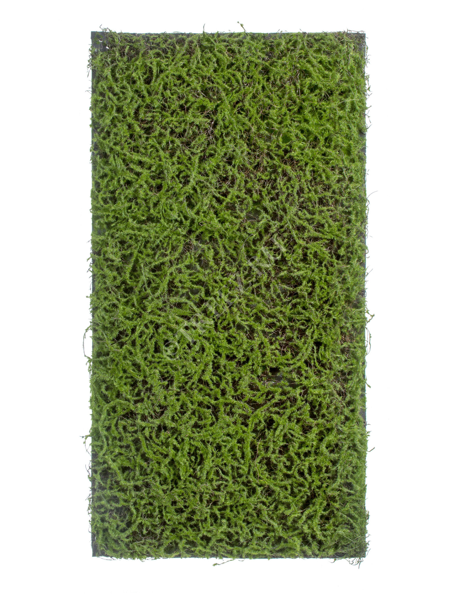 20.0820411M Мох Сфагнум Fuscum зелёный (полотно среднее) Цветочная коллекция 