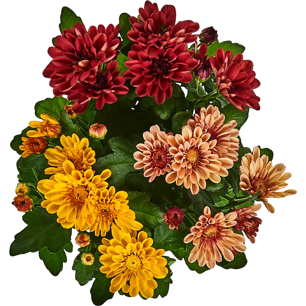 Santreyd Хризантема Карнавал микс - комнатное цветущее чудо 82579930 STLM-0030541 - Вид №1