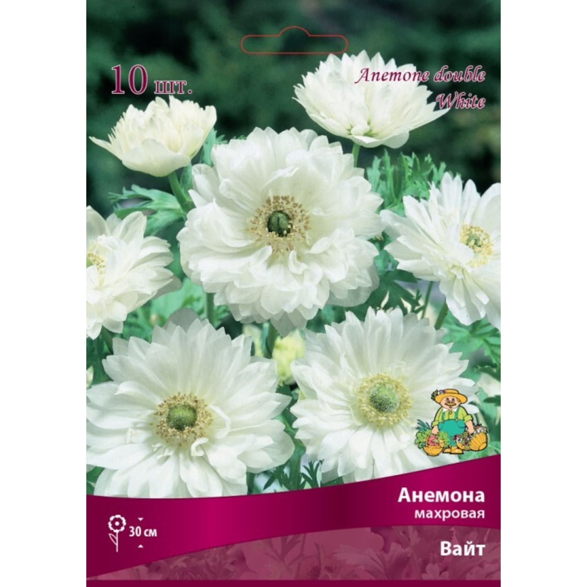 83593861 Анемона махровая Вайт луковица 5/6 Santreyd 