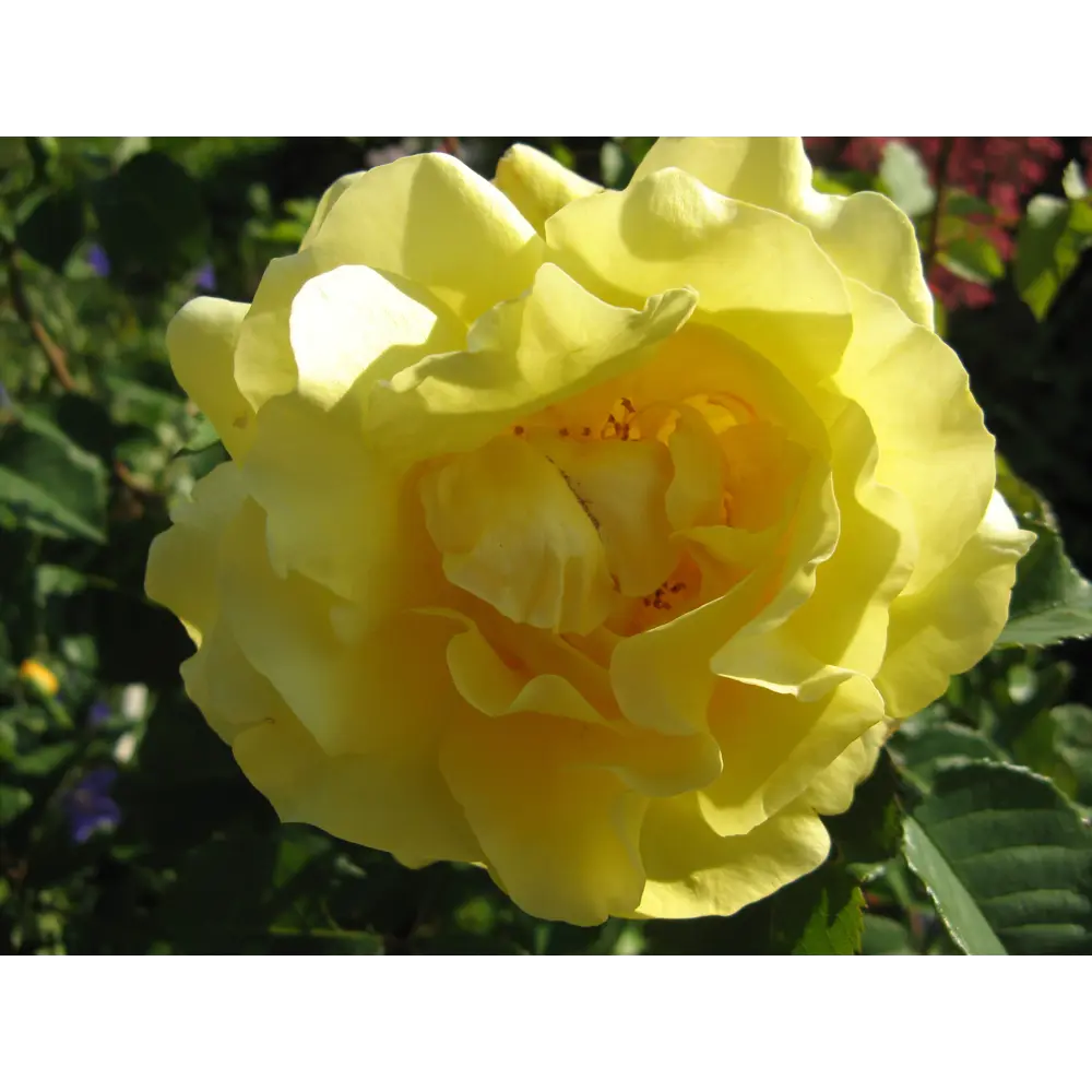 Роза плетистая «Голден Гейт» 19x55 см PLANTMARKET STLM-2193005 - Вид №2