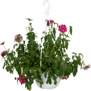 12713593 Рассада «Вербена ампельная», 25x21 см